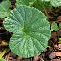 Gunnera magellanica 